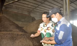 Phạm Tiên Phong với mô hình tái chế nguyên liệu phân bón từ rác