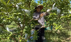 Gập ghềnh trái ổi Sơn Dương