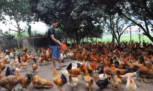 Bình Liêu: Hiệu quả công tác đào tạo nghề cho lao động nông thôn