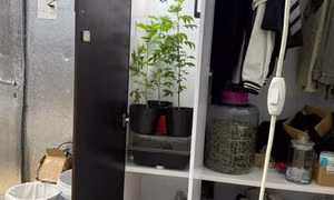Trồng cần sa trong... phòng ngủ