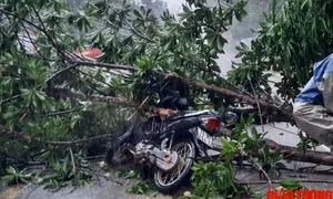 Mưa lớn, cây bật gốc đè trúng người đi xe máy ở Quảng Trị