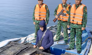 Đồn biên phòng Đảo Trần bắt số lượng lớn gà, vịt giống, trứng không rõ nguồn gốc