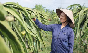 Đông Triều phát huy vai trò HTX trong xây dựng NTM kiểu mẫu