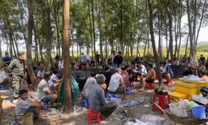 Phá xới đá gà mùa Tết tiền tỉ ở Gò Dầu, Tây Ninh