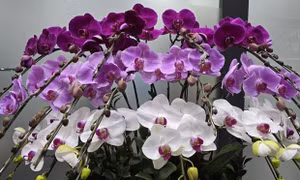 5 loại hoa trang trí nhà ngày Tết đẹp và ý nghĩa