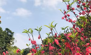 Đất nước vào xuân