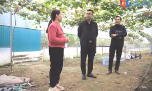 Xã Bình Liêu: Vươn lên mạnh mẽ