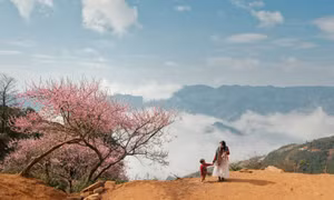 Tà Xùa mơ màng mùa đào rừng khoe sắc giữa mây ngàn