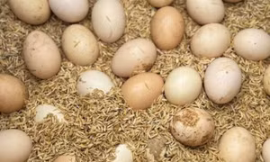 Ăn quá nhiều protein có thể gây hại cho thận