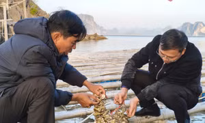Vân Đồn: Tạo không gian phát triển bền vững trong nuôi trồng thủy sản