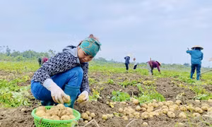 Nông dân Quảng Ninh khởi đầu năm mới với kỳ vọng bứt phá