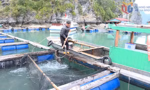 Ngư dân Quảng Ninh vào vụ sản xuất mới