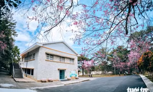 Có một khung trời đại học nhuộm hồng mai anh đào