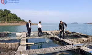 Giải ngân kịp thời nguồn vốn cho vay phát triển sản xuất