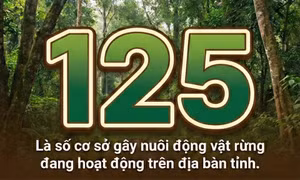 125 - là số cơ sở gây nuôi động vật rừng đang hoạt động trên địa bàn tỉnh