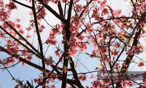 Mùa mai anh đào nở rộ đón xuân ở Phú Thọ