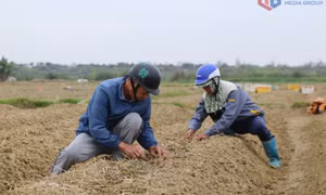 Rộn ràng xuống đồng đầu Xuân