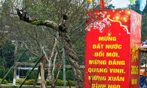 Sắc xuân ở phố núi Tiên Yên