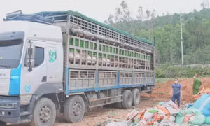 Công an Nghệ An ngăn chặn hơn 15 tấn lợn nhiễm dịch tả lợn châu Phi