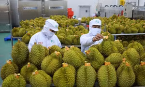 Sầu riêng Việt Nam được Trung Quốc đánh giá rất tốt sau chuyến kiểm tra thực tế