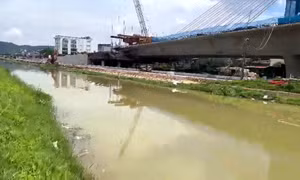 Phát hiện cả trăm xác lợn chết trôi trên các kênh nước ở Thanh Hóa