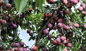 Hè về hái mận ruby chín đỏ trong vườn ở Mộc Châu
