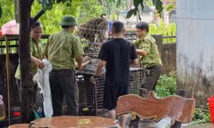 Khỉ đuôi lợn tấn công làm nhiều người bị thương
