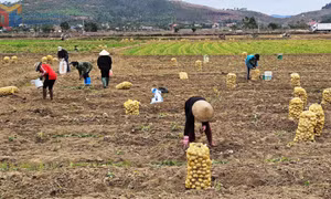 Hỗ trợ sản xuất, kết nối tiêu thụ sản phẩm 