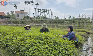 Kỳ vọng vào những quyết sách tạo sự đột phá