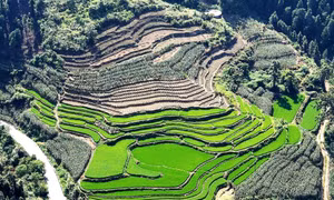 Vẻ đẹp ruộng bậc thang Đông Lan (Hà Trì, Quảng Tây, Trung Quốc)