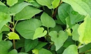Tác dụng giải độc của loại rau có vị tanh