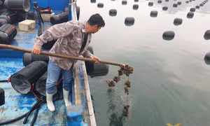Quyết tâm làm mới nghề nuôi biển
