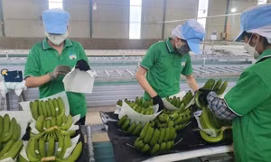 Việt Nam xuất khẩu chuối lớn thứ 9 toàn cầu, dừa cũng xuất hàng đầu thế giới