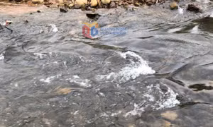 Ô nhiễm môi trường từ trang trại chăn nuôi lợn