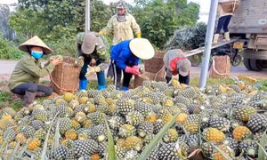 Dứa Việt Nam rộng đường xuất ngoại: Cần chiến lược bài bản để cán mốc tỷ USD 