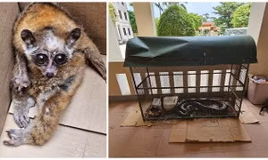 Bắt đối tượng vận chuyển, tàng trữ động vật quý hiếm