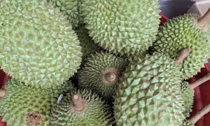 Sầu riêng lại ồ ạt xuất sang Trung Quốc nhờ cách làm mới, người trồng có lãi