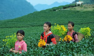 Sắc xanh bất tận trên cao nguyên Mộc Châu
