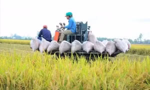 Việt Nam thu về 33,8 tỷ USD từ xuất khẩu nông sản, giao thương với Mỹ tăng mạnh