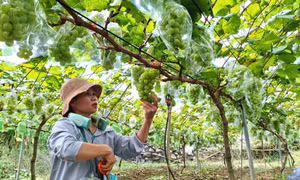 Người tiên phong đưa giống cây “quý tộc” về Bình Liêu 