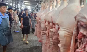 Giá heo liên tục giảm do ảnh hưởng dịch bệnh?