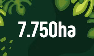 7.750 ha - là diện tích cây dược liệu và lâm sản ngoài gỗ được trồng hữu cơ trên địa bàn tỉnh năm 2025