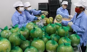 Nhiều dư địa cho doanh nghiệp Việt mở rộng thị phần tại thị trường Anh