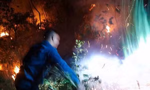 Cháy rừng thông ba lá ở Lâm Đồng