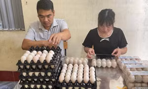 Người đưa thương hiệu trứng vịt biển Đồng Rui vươn xa