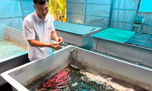 Tiến sĩ mê 'vỗ béo' cua giống Cà Mau