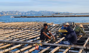 Phát huy hiệu quả Quỹ Hỗ trợ nông dân