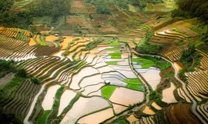 Cảnh xiêu lòng tại Mù Cang Chải mùa nước đổ