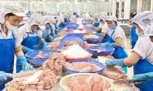 Xuất khẩu cá tra sang thị trường EU duy trì đà tăng trưởng