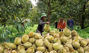 Cám cảnh sầu riêng: Chỉ khi 'sạch từ gốc' mới thực sự ngọt lâu